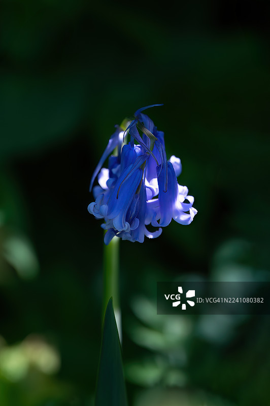 特写一株充满活力的紫色开花植物，可能是风信子，背景是深色且模糊的，突出了其精致的形态和色彩。图片素材