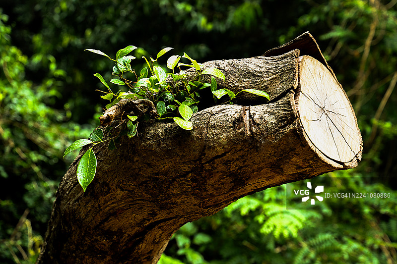 特写镜头，一棵树的树干上长出了新的绿色嫩芽，象征着大自然的韧性和新生命。图片素材