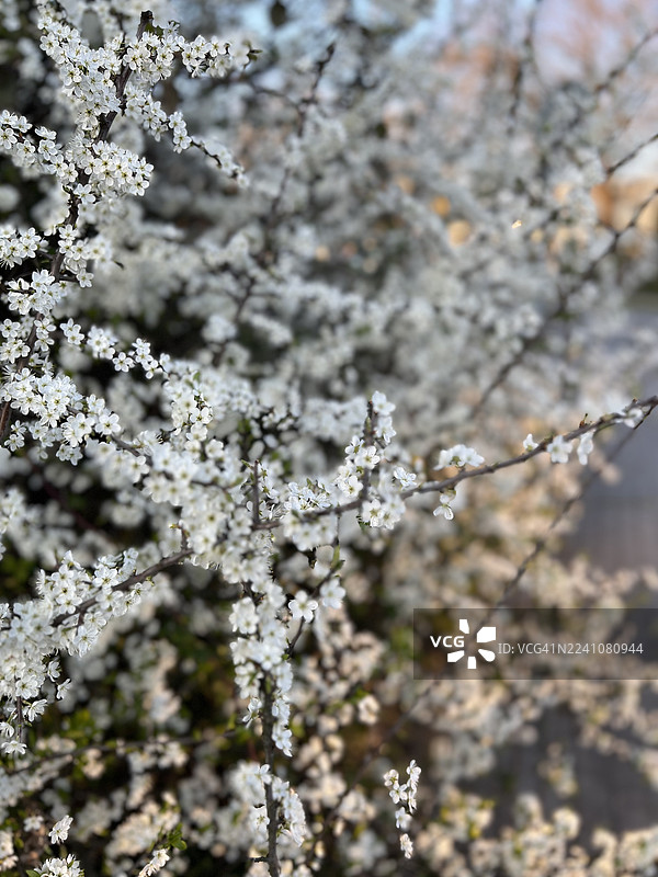 特写镜头，枝条上的娇嫩白色樱花，象征着春天和新的开始，奥地利菲拉赫（Villach）图片素材