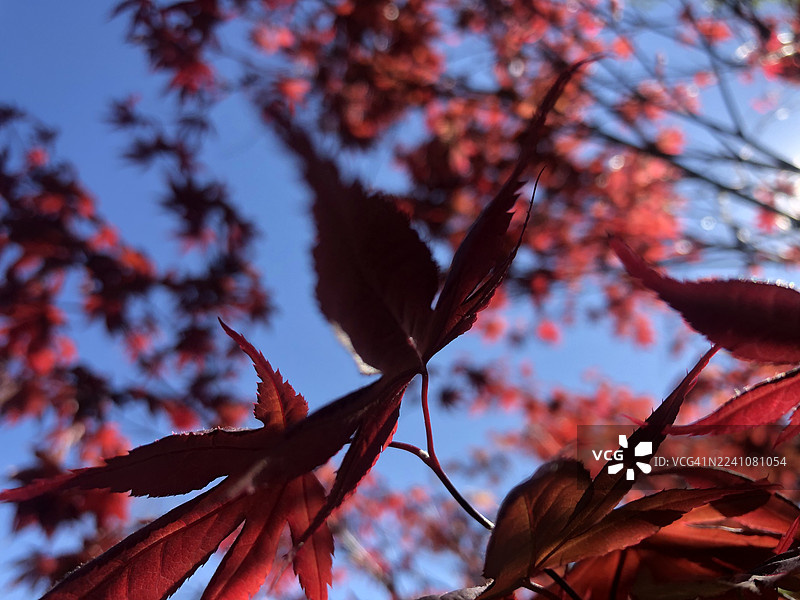 低角度仰拍，鲜红的枫叶在湛蓝的天空下，捕捉秋叶之美。图片素材