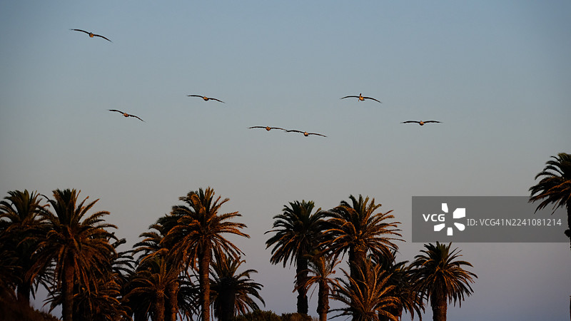 日落时分，一群鸟排着队飞过棕榈树上方的晴朗天空，低角度拍摄图片素材