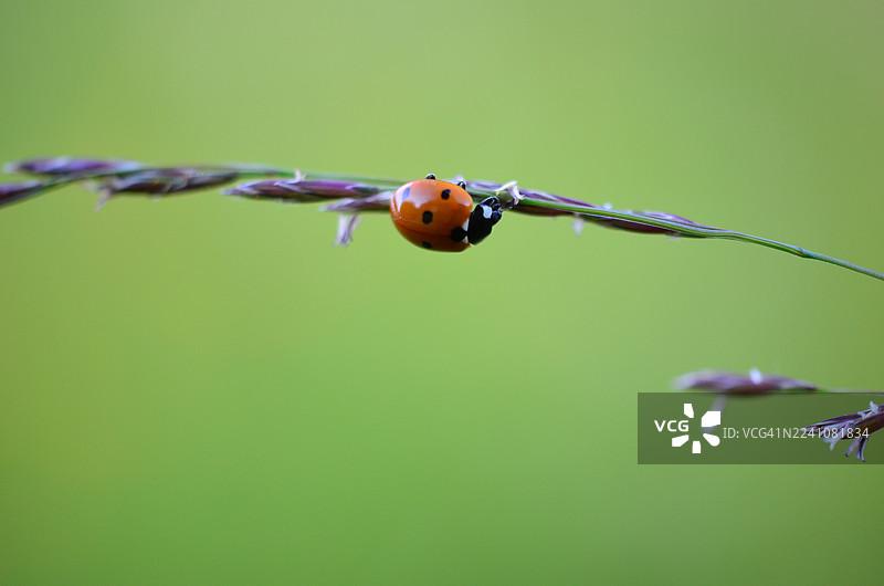 特写一只鲜红的、有黑色斑点的瓢虫，它爬在一片绿草上，背景柔和虚化，突显了自然的微妙平衡。图片素材