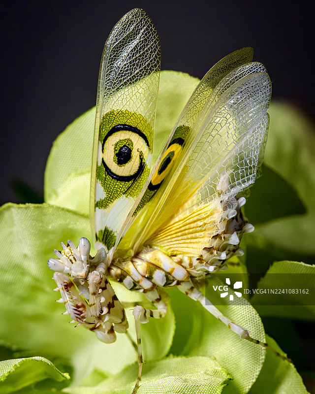 特写一只充满活力的花螳螂，它栖息在绿叶上，翅膀图案错综复杂，展现出其天然的伪装能力。图片素材