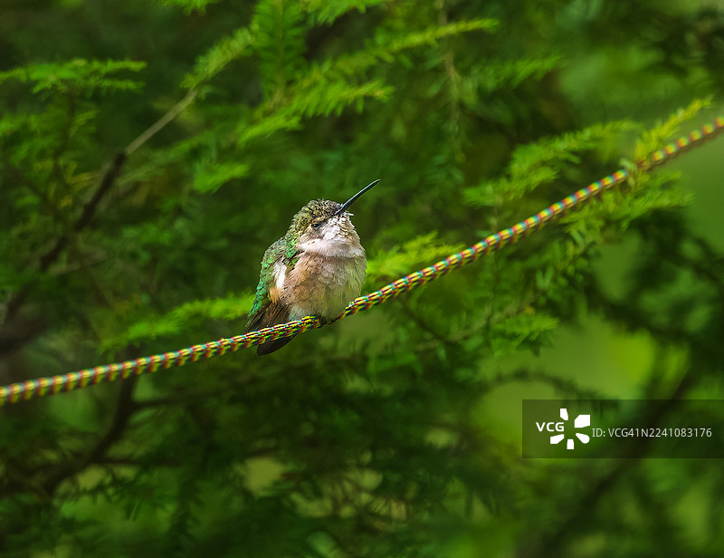 近距离拍摄一只小型蜂鸟，它栖息在色彩鲜艳的绳子上，背景是郁郁葱葱的绿色。图片素材