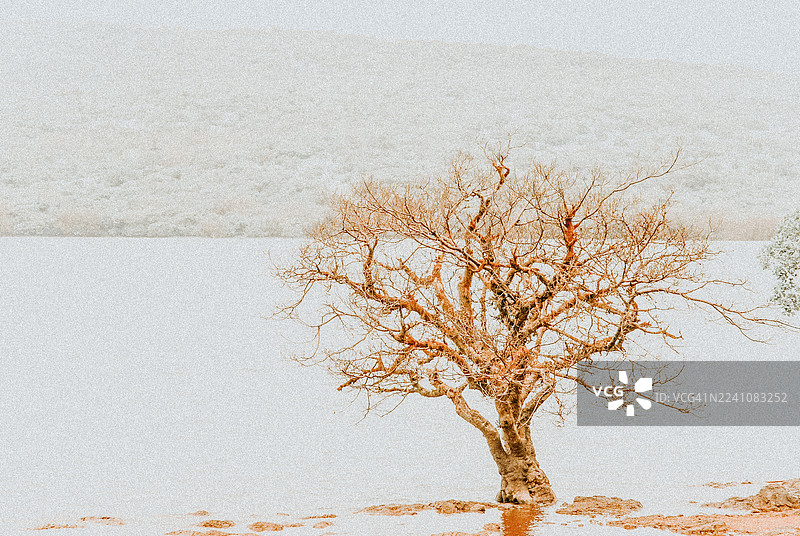 印度萨塔拉，一棵枝繁叶茂的枯树伫立在水中，背景是苍白朦胧的，营造出宁静与自然之美。印度萨塔拉图片素材