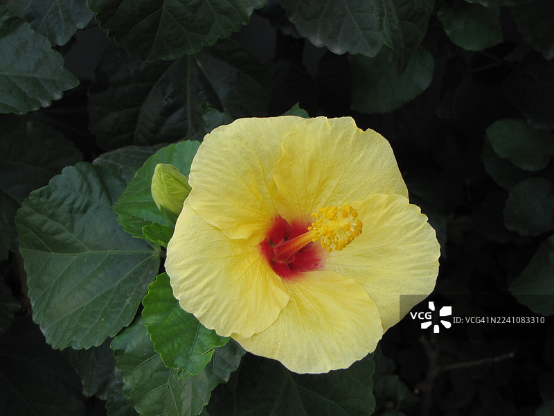 特写一朵鲜艳的黄色芙蓉花，花心为红色，叶子为绿色，象征着热带风情和自然生长。图片素材