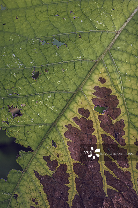 一张湿润的叶子特写全景照片，具有绿色和棕色的纹理，以及清晰可见的叶脉和孔洞。图片素材