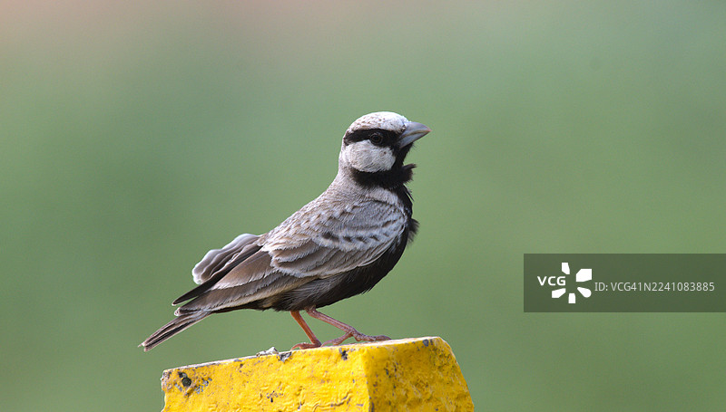 特写：一只云雀麻雀栖息在黄色的木桩上，背景为柔和的绿色。图片素材