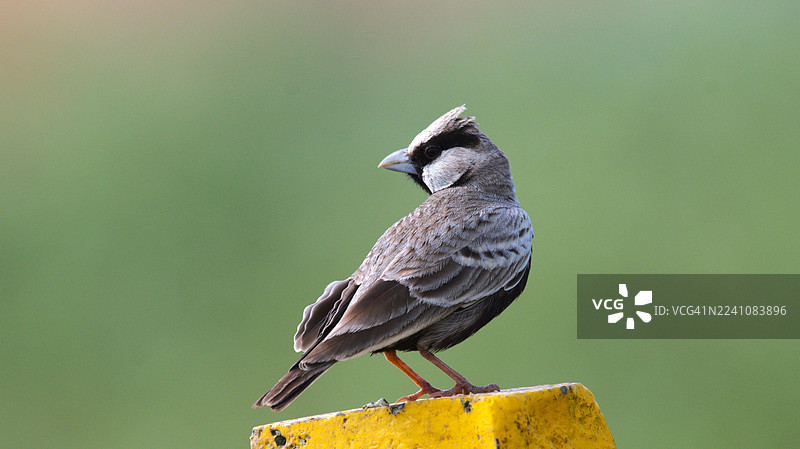 黄木桩上近距离拍摄的云雀麻雀，背景为柔和的绿色。图片素材