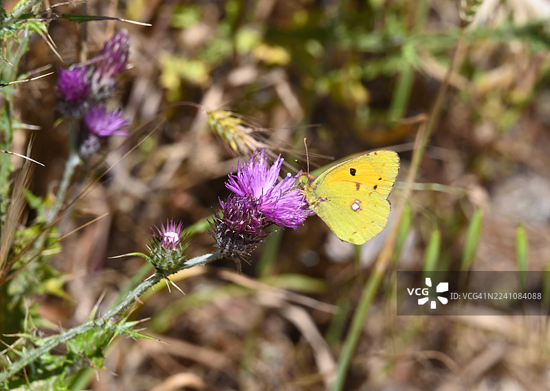 特写镜头：一只色彩鲜艳的黄色蝴蝶在自然户外环境中为紫色的蓟花授粉。图片素材