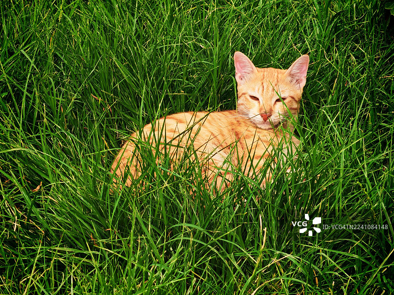 一只姜黄色猫咪在自然光下，悠闲地躺在生机勃勃的绿色草地上。图片素材
