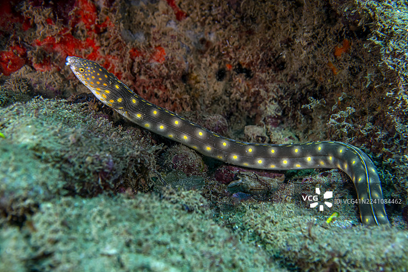 尖尾鳗图片素材