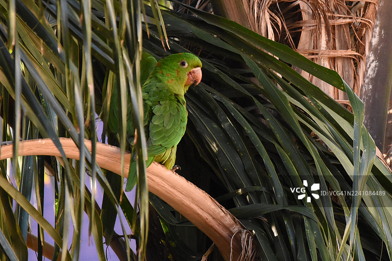 生机勃勃的绿色鹦鹉栖息在茂密棕榈叶之间图片素材