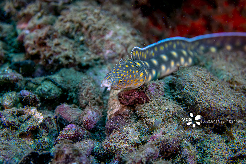 尖尾鳗图片素材