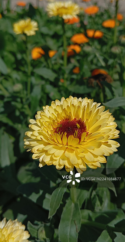 Close-up of a vibrant yellow calendula flower in full bloom with a blurred green background图片素材