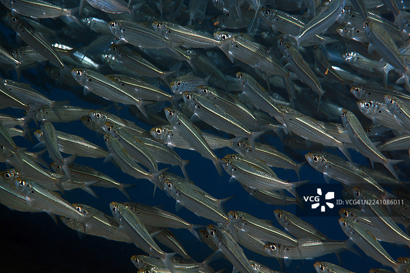 鲱鱼群图片素材