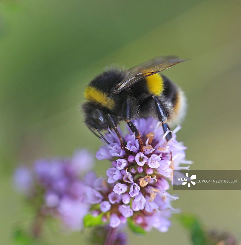 特写：一只大黄蜂正在为一朵充满活力的紫色花朵授粉，背景是大自然。图片素材
