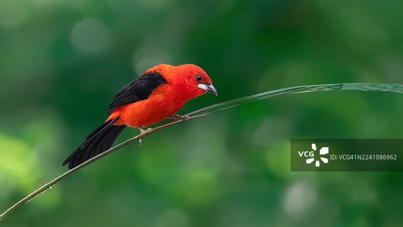 自然环境中，一只鲜红的蜂鸟栖息在绿叶枝头。图片素材