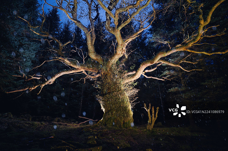 夜幕下的古树在神秘森林中被照亮，伴随着飘落的雪花，位于英国斯皮恩桥（Spean Bridge）图片素材