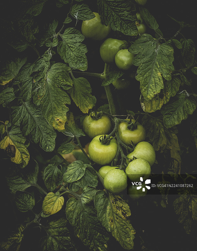 特写镜头展示了植物上生长的绿色番茄，突显其新鲜和自然生长。图片素材