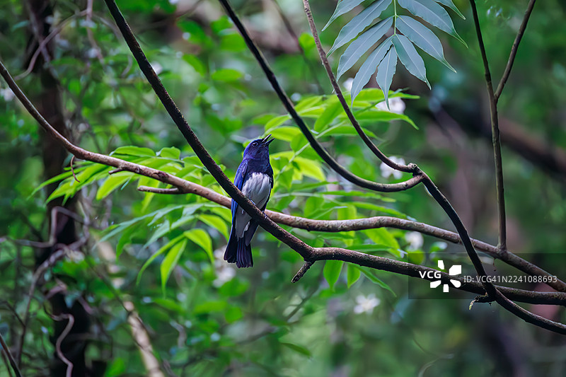 蓝白鹟,Cyanoptila cyanomelana。一只快乐的蓝色小鸟在泉水中沐浴。野鸟。观鸟,日本山梨县富士吉田市大门春。- 2025图片素材