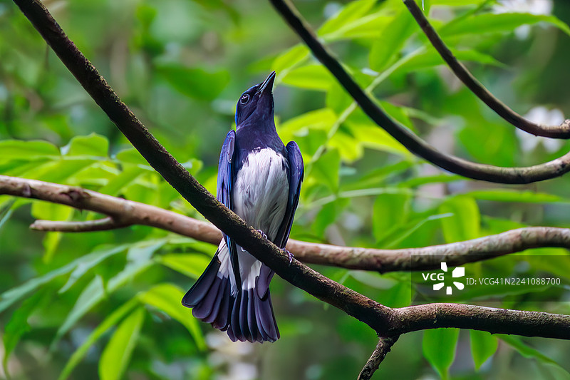 蓝白花鸰,Cyanoptila cyanomelana。一只快乐的蓝鸟在泉水中沐浴。野生鸟类。观鸟,日本山梨县富士吉田市大门泉 - 2025图片素材