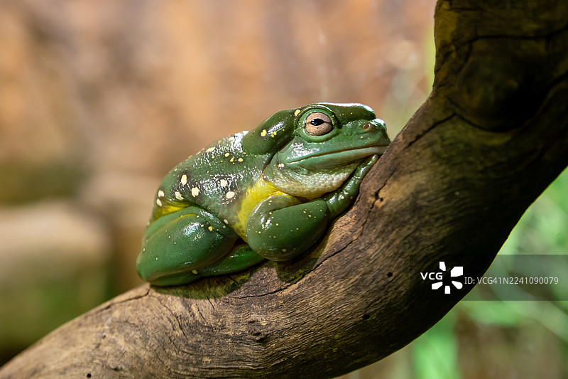 一只绿色树蛙舒适地栖息着。图片素材