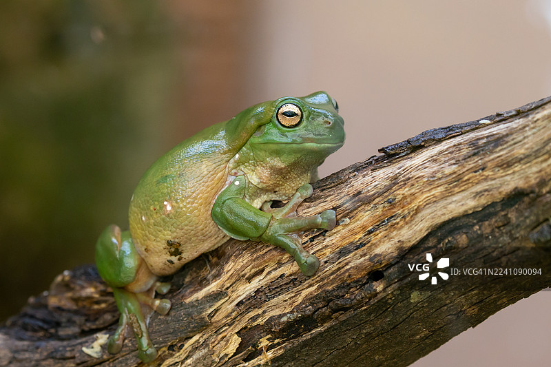 一只绿金色铃蛙悠闲地栖息着。图片素材