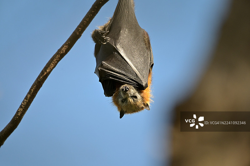 一只灰头灰翅果蝠栖息在树上图片素材