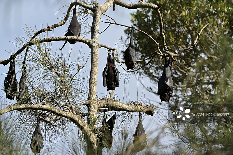灰头果蝠在树上休息图片素材