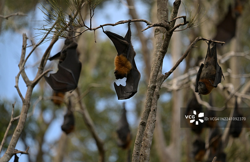 灰头果蝠栖息在树上图片素材