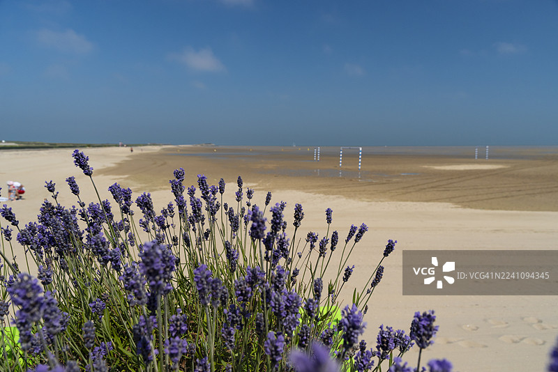 格拉夫利讷海滩边的薰衣草花图片素材