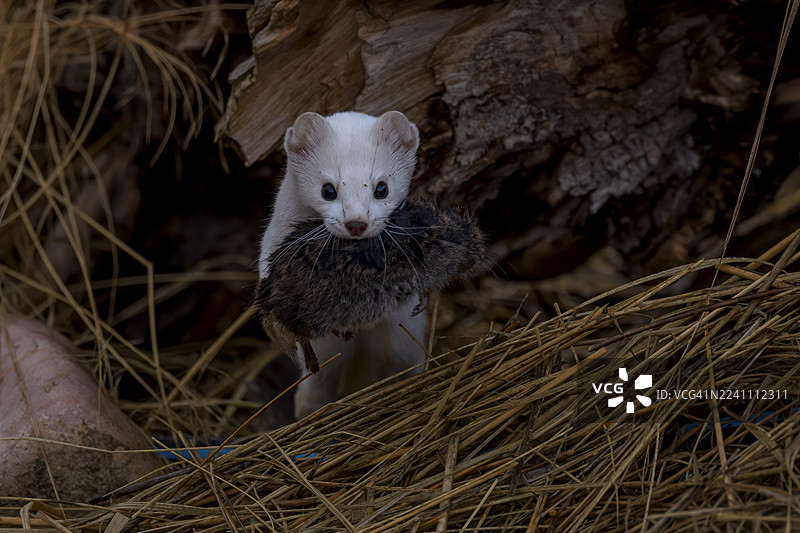 白鼬的早餐图片素材