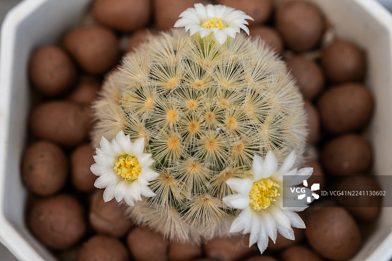 高角度拍摄的仙人球属仙人掌，上面开着可爱的小花。图片素材