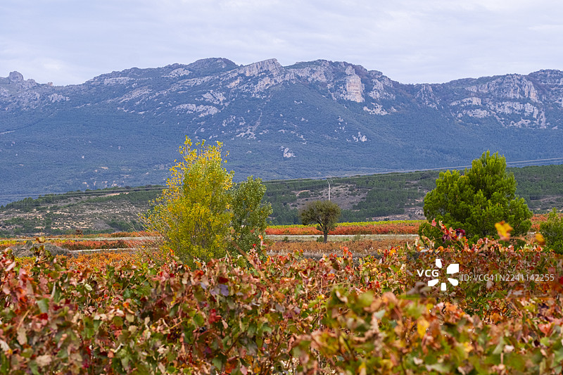 秋季拉里奥哈的葡萄园风光，远山连绵，零星点缀着树木。图片素材