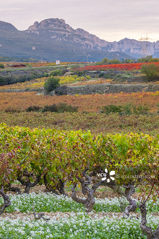 柔和的午后阳光下，拉里奥哈色彩斑斓的葡萄园风光与远处的山丘图片素材