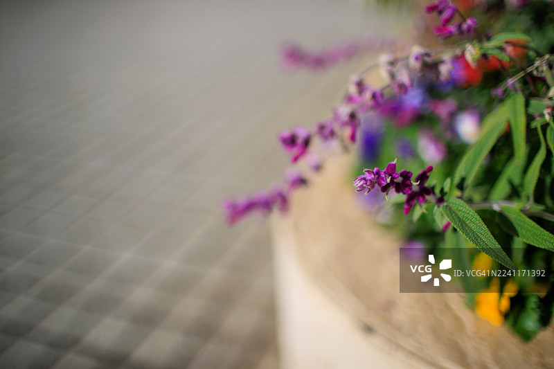 东京惠比寿的花坛里种植的墨西哥鼠尾草图片素材