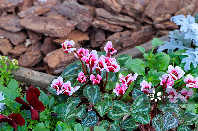 东京惠比寿的花坛里种植的仙客来图片素材