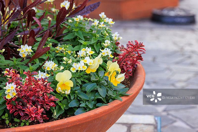 东京惠比寿的花坛里种植的蓝星花图片素材