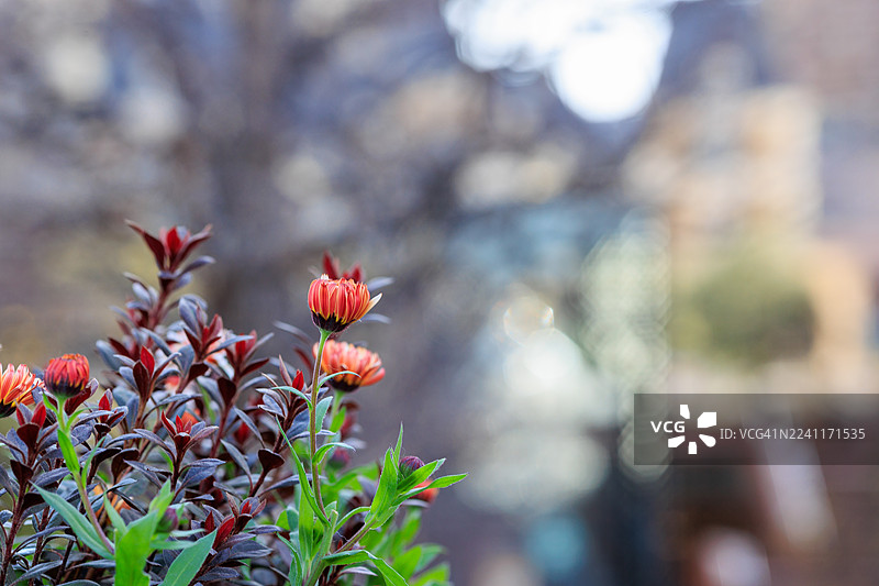 东京都惠比寿的花坛里的刺芹（Eryngium）图片素材