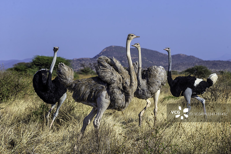 桑布鲁国家保护区的鸵鸟。图片素材