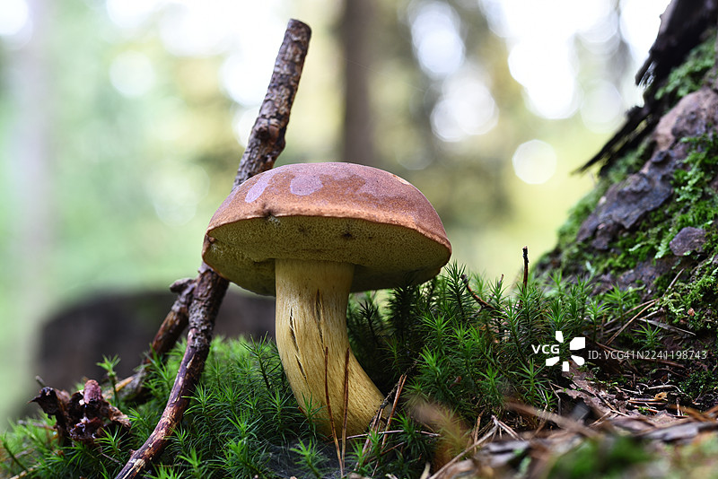 Imleria badia图片素材