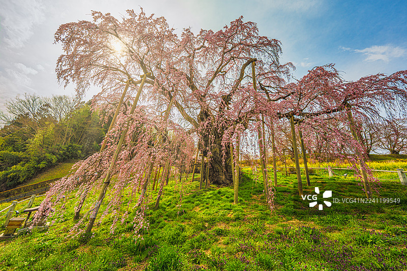 三春泷樱 - 日本千岁樱，日落时分，福岛县三春町图片素材