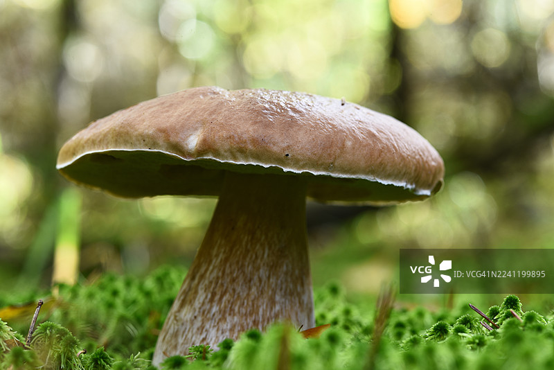 牛肝菌图片素材