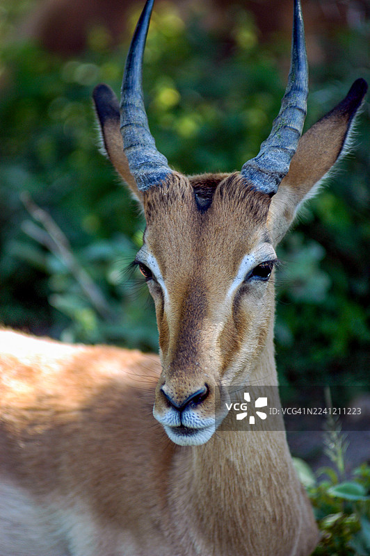 克鲁格国家公园野生动物图片素材