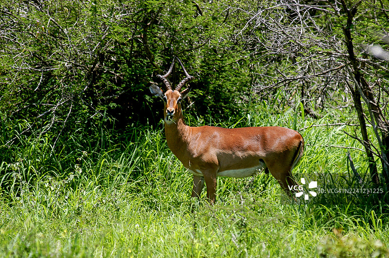 Kruger Park Wildlife图片素材