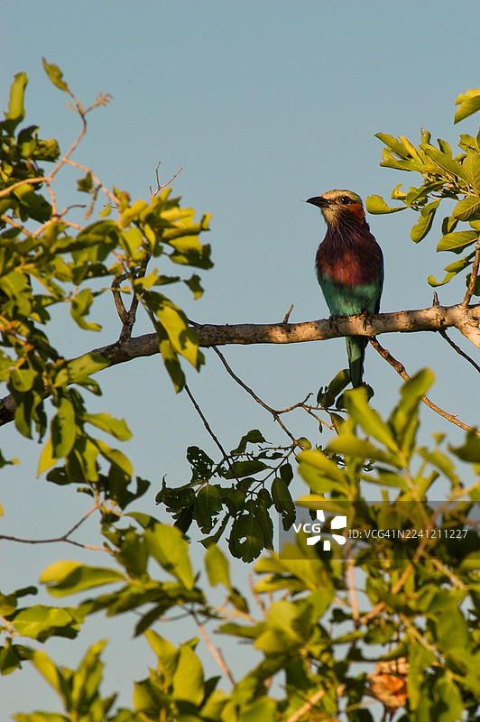 克鲁格国家公园野生动物图片素材