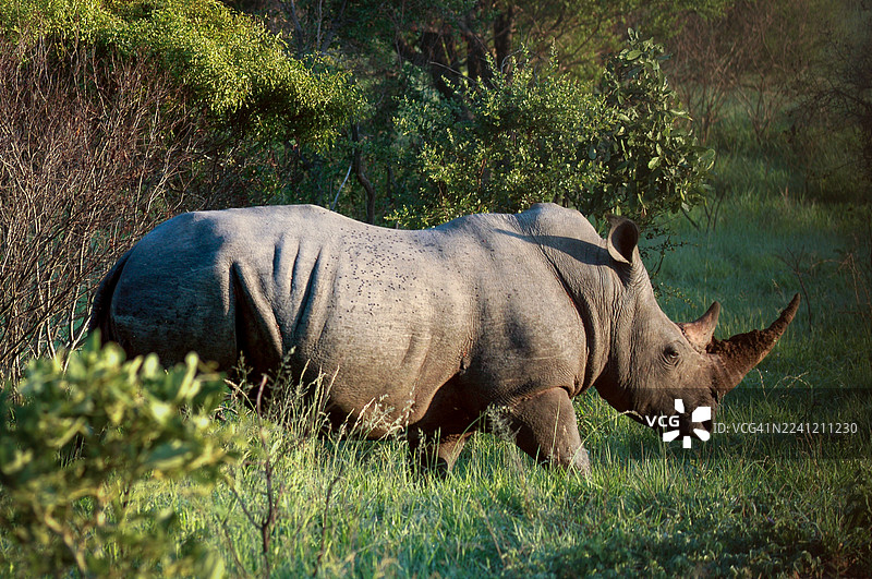 克鲁格国家公园野生动物图片素材