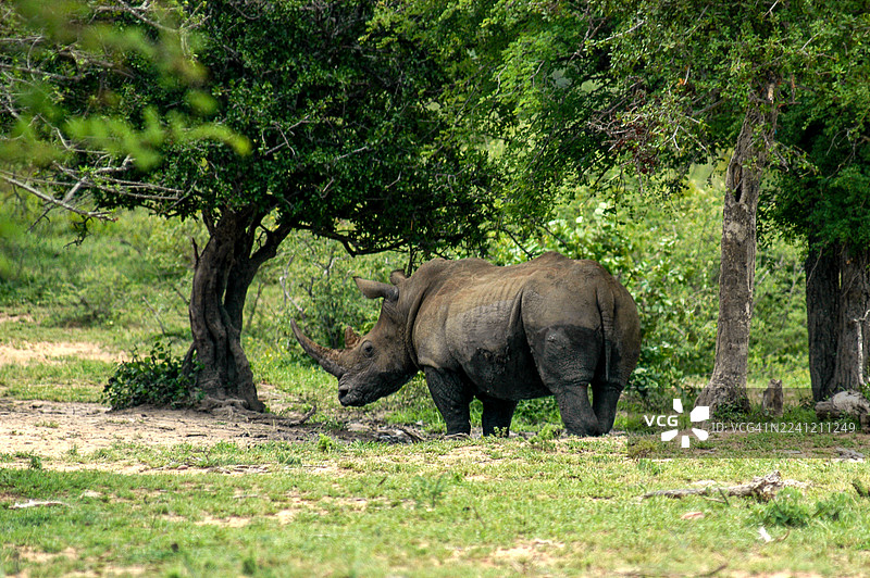 克鲁格公园野生动物图片素材