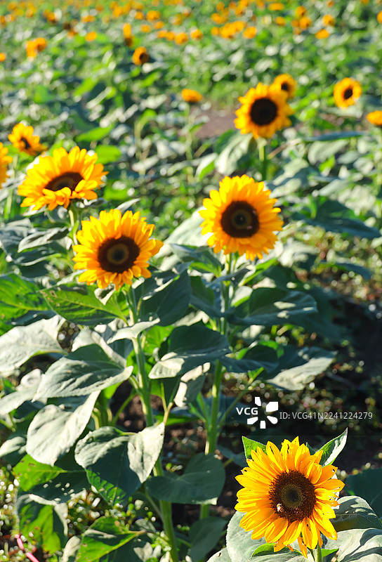 向日葵田图片素材